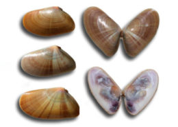 tellina-coquina