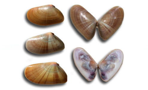 tellina-coquina