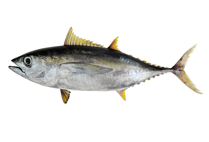 Atun -Tuna